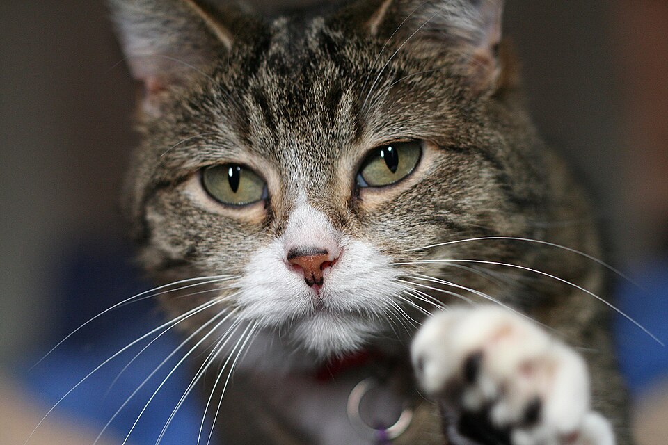 A cute kitten looking at the camera